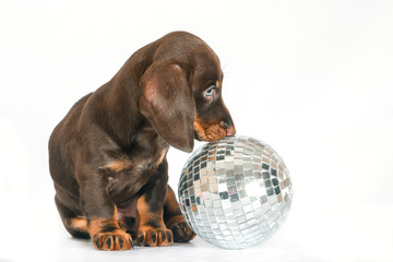 puppy a speckled smooth-haired Dachshund on a white background