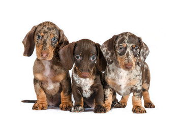 three puppies of a smooth-haired motley Dachshund on a white background