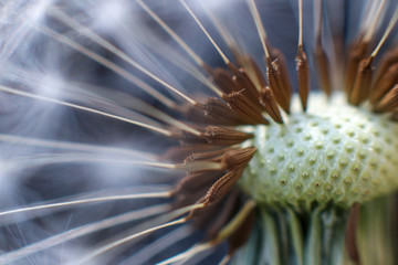 Naklejka na ściany i meble Close up of dandelion and seeds on black background