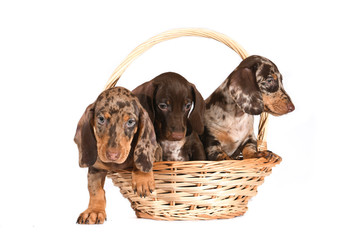 three puppies of a smooth-haired motley Dachshund on a white background