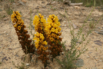 OROBANCHE YELLOW FLOWER 3