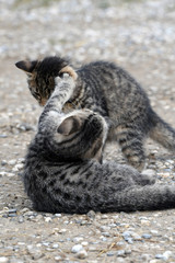 Kämpfende Katzenjunge