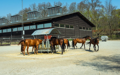 Feeding horses. Thoroughbred horses in corral eating hay from a metal hay bale feeder.