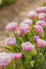 Fototapeta premium tulips field agriculture holland