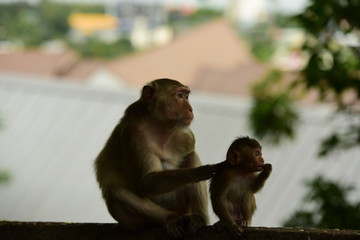 Wild monkeys with young children are looking for food in the mountainous area near the big city of Chonburi, Thailand.