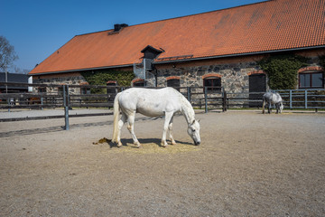 White speckled horse standing in paddock. Thoroughbred horses feeding. Horses eat and drink on stone stable background.