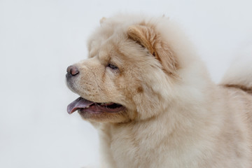 Portrait of chow chow puppy with lolling tongue close up. Pet animals.