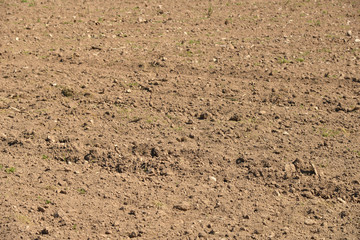 The plowed soil in the field.