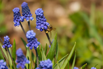 Common grape hyacinth Muscari botryoides in full bloom.