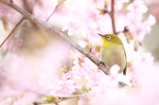 22 最適な 風景 鳥 きれい 明るい 昼 春 日本 和風 画像 ストック写真 ベクター Adobe Stock