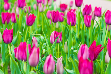 Fototapeta premium Beautiful pink tulips on a flowerbed in a city park. Landscape design in the city