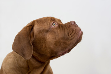 Cute french mastiff puppy isolated on a white background. Bordeaux mastiff or bordeauxdog. Five month old.