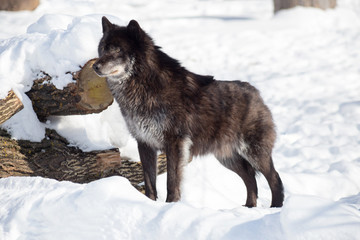 Obraz premium Black canadian wolf is standing on a white snow. Canis lupus pambasileus.