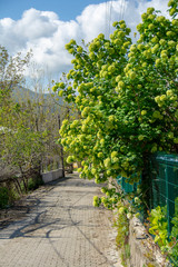 Cottage Gardens