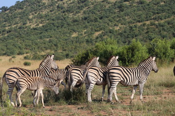 Pictures Taken in Pilannesberg