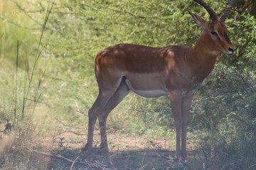 Pictures Taken in Pilannesberg