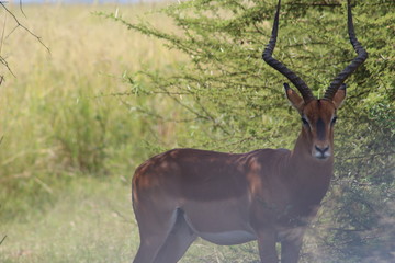 Pictures Taken in Pilannesberg