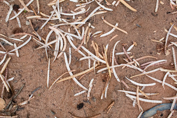straws on the floor