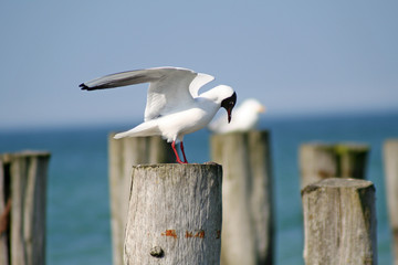 Möwe am Meer