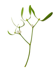 Mistletoe isolated on white background. Clipping path
