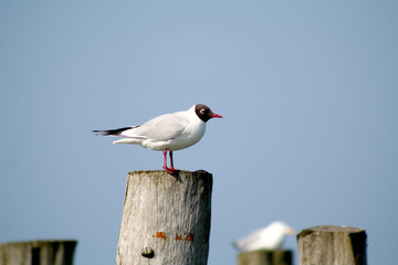 Möwe am Meer