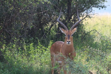 Pictures Taken in Pilannesberg