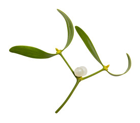 Mistletoe isolated on white background. Clipping path