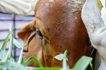 horse eating green grass