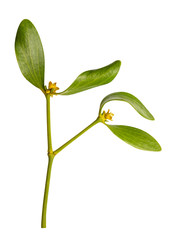 Mistletoe isolated on white background. Clipping path