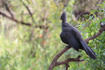 Pictures Taken in Pilannesberg