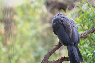 Pictures Taken in Pilannesberg