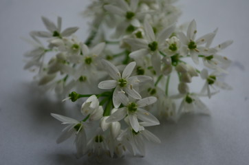 ramson inflorescences with white flowers on a white background with dew drops