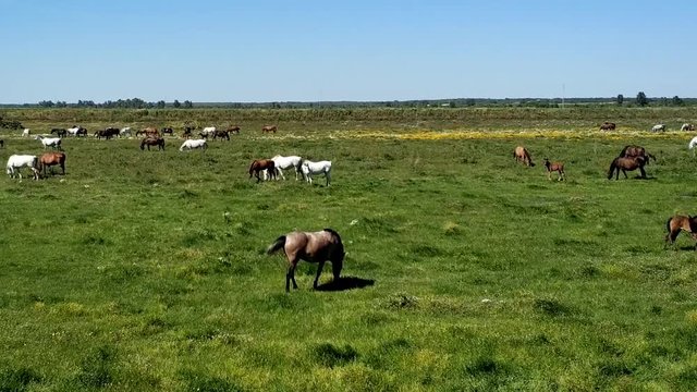 Purebred andalusian spanish horses, mares and foals grazing in "Do&ntilde;ana National Park" Donana nature reserve in wetlands	