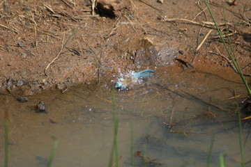 Pilannesberg pictures