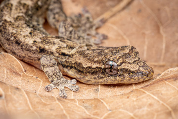 Lepidodactylus lugubris, the mourning gecko, showing camoufalged pattern against dead leaves