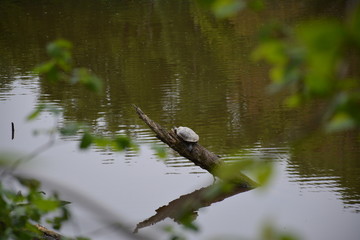 La Chapelle-sur-Erdre - La vallée du Gesvres - Tortue