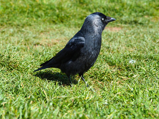 Jackdaw (Corvus monedula) in a grass meadow