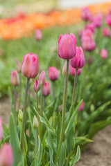 Obraz premium tulips field agriculture holland