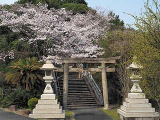 神社に咲くサクラ