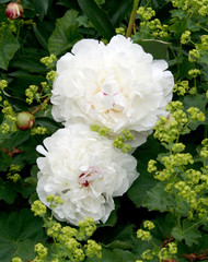 Paeonia - Pfingstrosen mit Frauenmantel
