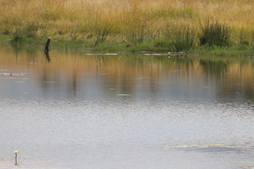 Pilannesberg pictures