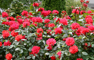 Rosenbeet / Rosen