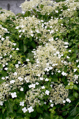 Hydrangea petiolaris / Kletterhortensie