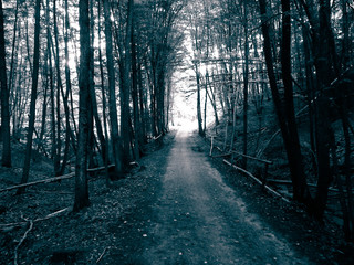 Fototapeta premium Road in forest, Polish nature.