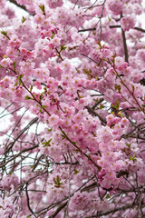 Prunus 'Kanzan' - Japanische Bl&uuml;tenkirsche