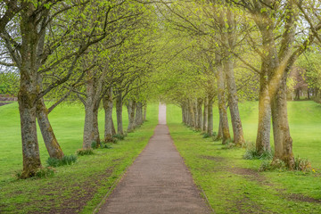 Fototapeta na wymiar A Tree Lined Footpath in a Scottish Country Park in Irvine North Ayrshire Scotland.