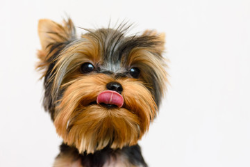 portrait of yorkshire terrier