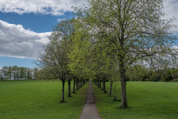 Fototapeta na wymiar Beautiful Mature Scottish Trees set in a Scottish park in Summer.