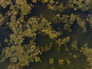 Fototapeta na wymiar Unusal abstract birds eye view drone aerial landscape image of algae floating on river giving impression of flooded fields with trees