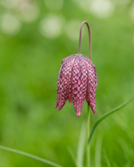 Beautiful natural history portrait image of Snake Head Fritillary Fritillaria Meleagris in bright Spring sunshine